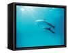 Two Spinner Dolphins-null-Framed Stretched Canvas