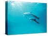 Two Spinner Dolphins-null-Stretched Canvas