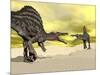 Two Spinosaurus Dinosaur Fighting in the Desert-null-Mounted Art Print