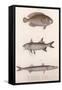 Two-Spot Bimaculus, African Redfin, Common Barracuda, C.1850S-null-Framed Stretched Canvas