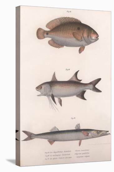 Two-Spot Bimaculus, African Redfin, Common Barracuda, C.1850S-null-Stretched Canvas