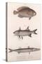 Two-Spot Bimaculus, African Redfin, Common Barracuda, C.1850S-null-Stretched Canvas