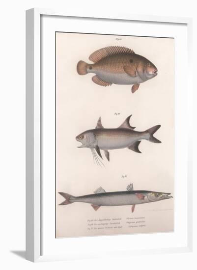 Two-Spot Bimaculus, African Redfin, Common Barracuda, C.1850S-null-Framed Giclee Print