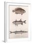Two-Spot Bimaculus, African Redfin, Common Barracuda, C.1850S-null-Framed Giclee Print