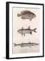 Two-Spot Bimaculus, African Redfin, Common Barracuda, C.1850S-null-Framed Giclee Print