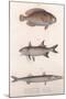 Two-Spot Bimaculus, African Redfin, Common Barracuda, C.1850S-null-Mounted Giclee Print