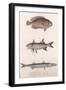 Two-Spot Bimaculus, African Redfin, Common Barracuda, C.1850S-null-Framed Giclee Print