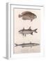 Two-Spot Bimaculus, African Redfin, Common Barracuda, C.1850S-null-Framed Giclee Print