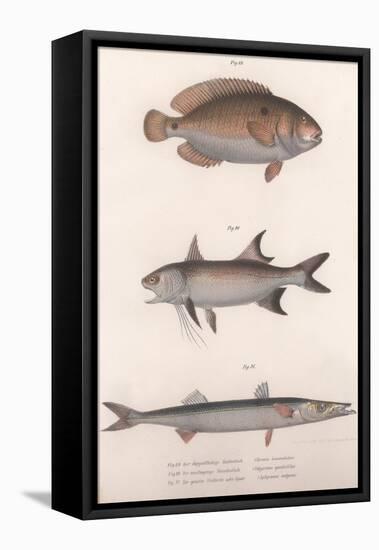 Two-Spot Bimaculus, African Redfin, Common Barracuda, C.1850S-null-Framed Stretched Canvas