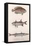 Two-Spot Bimaculus, African Redfin, Common Barracuda, C.1850S-null-Framed Stretched Canvas