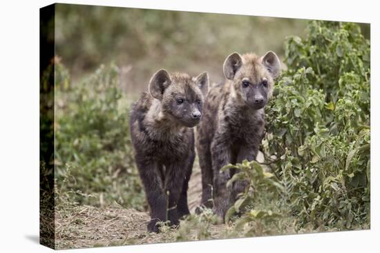 Two Spotted Hyena (Spotted Hyaena) (Crocuta Crocuta) Pups-James Hager-Stretched Canvas