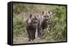 Two Spotted Hyena (Spotted Hyaena) (Crocuta Crocuta) Pups-James Hager-Framed Stretched Canvas