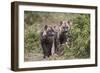 Two Spotted Hyena (Spotted Hyaena) (Crocuta Crocuta) Pups-James Hager-Framed Photographic Print