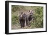 Two Spotted Hyena (Spotted Hyaena) (Crocuta Crocuta) Pups-James Hager-Framed Photographic Print