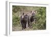 Two Spotted Hyena (Spotted Hyaena) (Crocuta Crocuta) Pups-James Hager-Framed Photographic Print