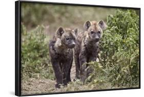 Two Spotted Hyena (Spotted Hyaena) (Crocuta Crocuta) Pups-James Hager-Framed Photographic Print