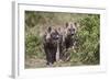 Two Spotted Hyena (Spotted Hyaena) (Crocuta Crocuta) Pups-James Hager-Framed Photographic Print