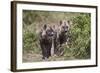 Two Spotted Hyena (Spotted Hyaena) (Crocuta Crocuta) Pups-James Hager-Framed Photographic Print