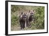 Two Spotted Hyena (Spotted Hyaena) (Crocuta Crocuta) Pups-James Hager-Framed Photographic Print