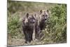 Two Spotted Hyena (Spotted Hyaena) (Crocuta Crocuta) Pups-James Hager-Mounted Photographic Print