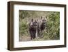 Two Spotted Hyena (Spotted Hyaena) (Crocuta Crocuta) Pups-James Hager-Framed Photographic Print