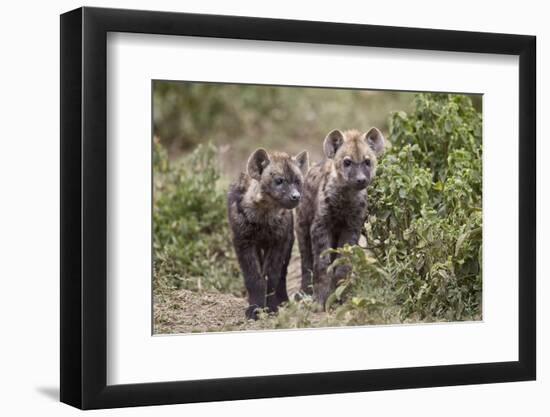 Two Spotted Hyena (Spotted Hyaena) (Crocuta Crocuta) Pups-James Hager-Framed Photographic Print