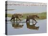 Two Spotted Hyena Walking Along the Edge of Lake Nakuru-James Hager-Stretched Canvas