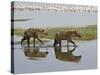 Two Spotted Hyena Walking Along the Edge of Lake Nakuru-James Hager-Stretched Canvas