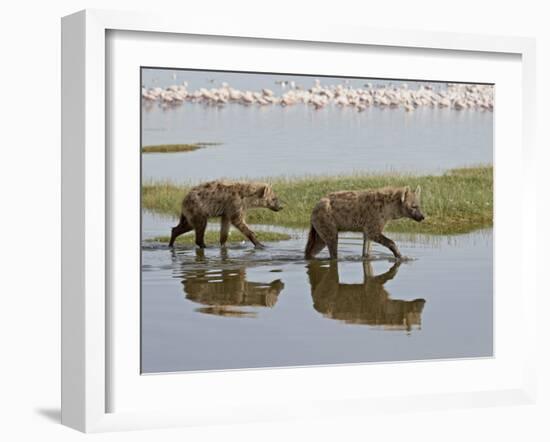 Two Spotted Hyena Walking Along the Edge of Lake Nakuru-James Hager-Framed Photographic Print