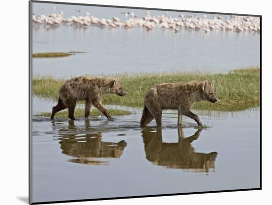 Two Spotted Hyena Walking Along the Edge of Lake Nakuru-James Hager-Mounted Photographic Print