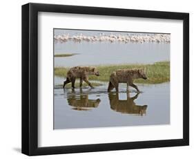 Two Spotted Hyena Walking Along the Edge of Lake Nakuru-James Hager-Framed Photographic Print