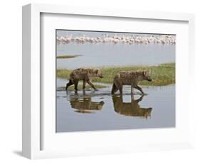 Two Spotted Hyena Walking Along the Edge of Lake Nakuru-James Hager-Framed Photographic Print