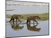 Two Spotted Hyena Walking Along the Edge of Lake Nakuru-James Hager-Mounted Photographic Print