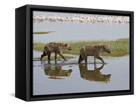 Two Spotted Hyena Walking Along the Edge of Lake Nakuru-James Hager-Framed Stretched Canvas