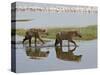 Two Spotted Hyena Walking Along the Edge of Lake Nakuru-James Hager-Stretched Canvas