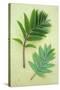 Two Sprigs of Fresh Spring Green Leaves of Rowan or Mountain Ash or Sorbus Aucuparia Tree-Den Reader-Stretched Canvas