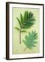 Two Sprigs of Fresh Spring Green Leaves of Rowan or Mountain Ash or Sorbus Aucuparia Tree-Den Reader-Framed Photographic Print