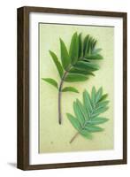 Two Sprigs of Fresh Spring Green Leaves of Rowan or Mountain Ash or Sorbus Aucuparia Tree-Den Reader-Framed Photographic Print