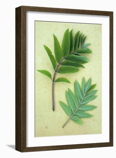 Two Sprigs of Fresh Spring Green Leaves of Rowan or Mountain Ash or Sorbus Aucuparia Tree-Den Reader-Framed Photographic Print