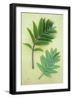 Two Sprigs of Fresh Spring Green Leaves of Rowan or Mountain Ash or Sorbus Aucuparia Tree-Den Reader-Framed Photographic Print
