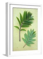 Two Sprigs of Fresh Spring Green Leaves of Rowan or Mountain Ash or Sorbus Aucuparia Tree-Den Reader-Framed Photographic Print