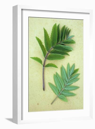 Two Sprigs of Fresh Spring Green Leaves of Rowan or Mountain Ash or Sorbus Aucuparia Tree-Den Reader-Framed Photographic Print