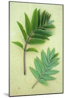 Two Sprigs of Fresh Spring Green Leaves of Rowan or Mountain Ash or Sorbus Aucuparia Tree-Den Reader-Mounted Photographic Print