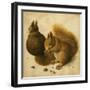 Two Squirrels, One Eating a Hazelnut-Hans Hoffmann-Framed Giclee Print