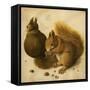 Two Squirrels, One Eating a Hazelnut-Hans Hoffmann-Framed Stretched Canvas