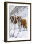 Two St Bernards in Snow-Louis Agassiz Fuertes-Framed Art Print