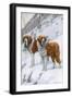 Two St Bernards in Snow-Louis Agassiz Fuertes-Framed Art Print