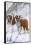 Two St Bernards in Snow-Louis Agassiz Fuertes-Framed Stretched Canvas