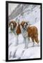 Two St Bernards in Snow-Louis Agassiz Fuertes-Framed Art Print