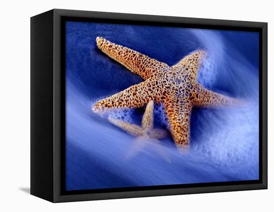 Two Starfish on Beach, Hilton Head Island, South Carolina, USA-Charles R. Needle-Framed Stretched Canvas